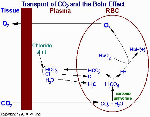 أي العناصر التالية أكثر شيوعًافي القشرة الأرضية؟ الأكسجين الكربون الهيلوم الحديد